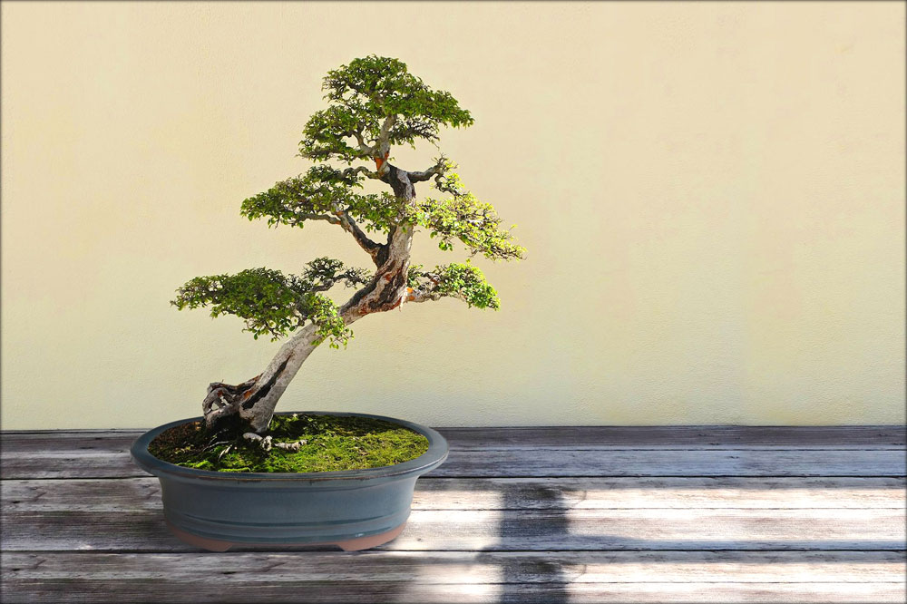 Bonsai Blue Oval Glazed Ceramic Planter