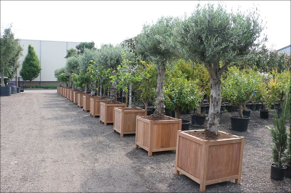 ADEZZ Hardwood Valencia Square Planter