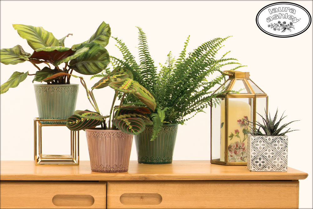 Laura Ashley Glazed Ceramic Indoor Pots for House Plants