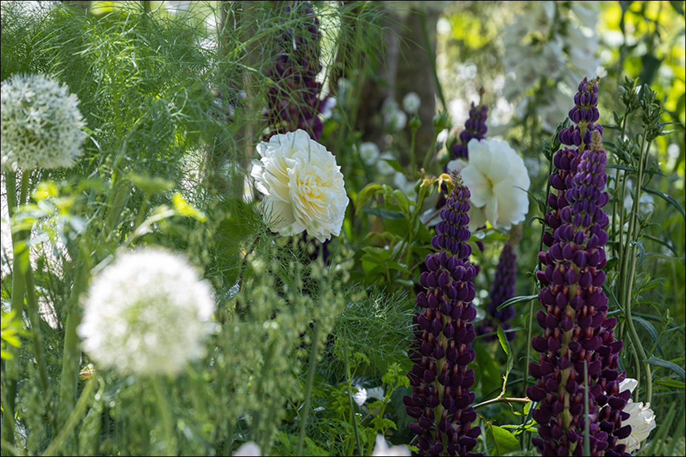 Riverhill Garden Supplies Plant Sourcing and Looking Good List