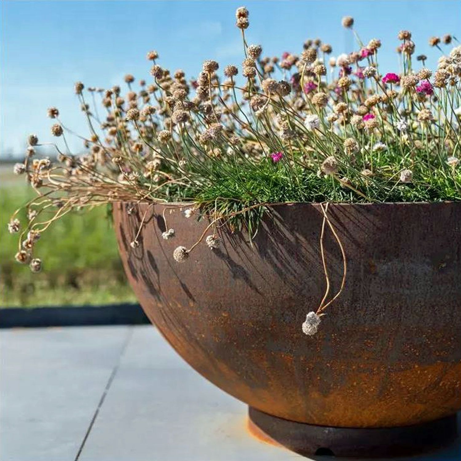 VALIEM willing plant BOWL-Ｌ VALIEM willing plant BOWL-L